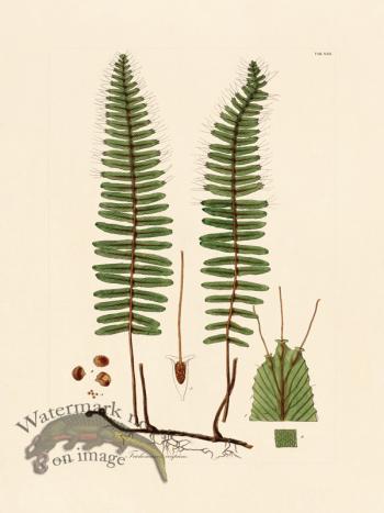 Hooker Fern 22